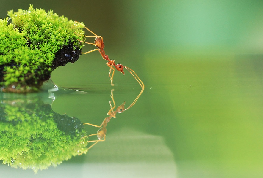The Ant Philosophy: 3 Simple Steps To A Remarkable Success – Number 2 Will Blow Your Mind!